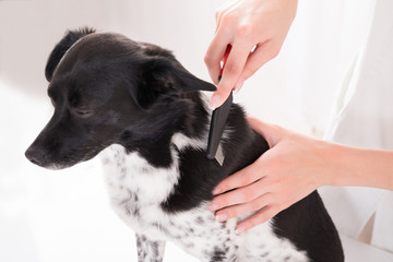 Vet Combing Dog's Hair