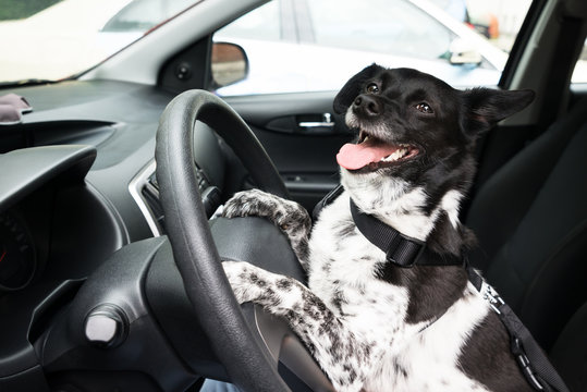 Dog Holding Steering Wheel Of A Car