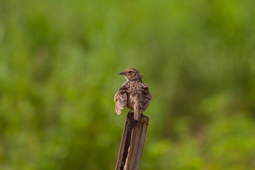 Indochinese Bushlark (Mirafra erythrocephala )