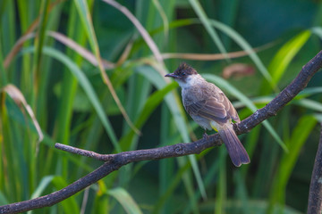 Beautiful bird Sooty headed Bulbul