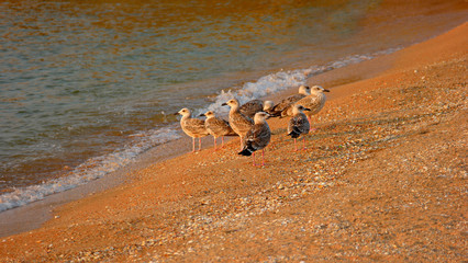 Seagulls On the Shore of the Sea Sunset Sunlight.