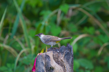 Beautiful bird Sooty headed Bulbul