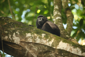  monkey, Celebes crested macaque sitting on a branch 