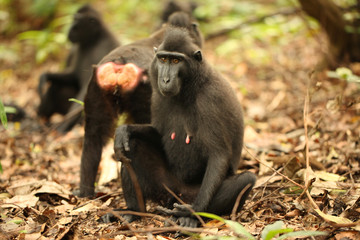 monkey, Celebes crested macaque female sitting with others