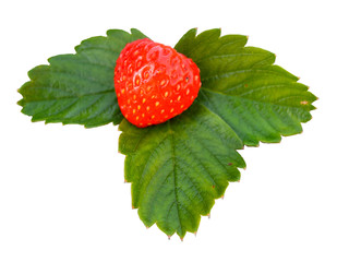 strawberries isolated