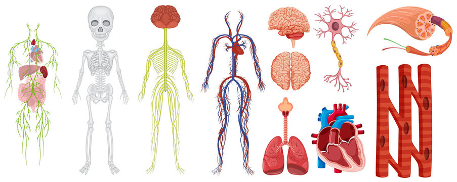 Different systems in human body