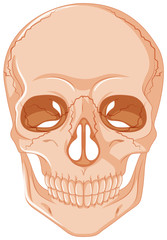 Cracked skull on white background