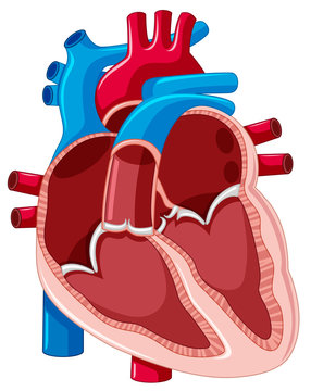 Cartoon Human Heart Images – Browse 739,282 Stock Photos, Vectors, and  Video | Adobe Stock