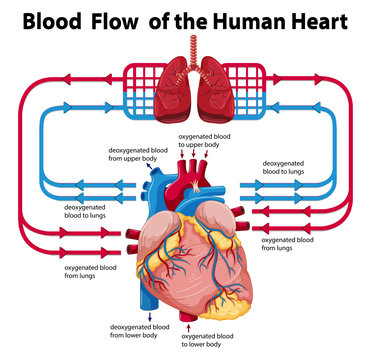 Diagram showing blood flow of human heart