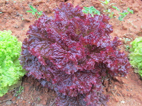 Lollo Rosso Lettuce in the Garden