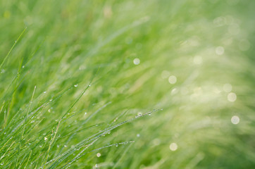water drops on grass selective focus
