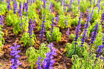 Naklejka premium Lavender Fields in the Queen Sirikit Botanic Garden