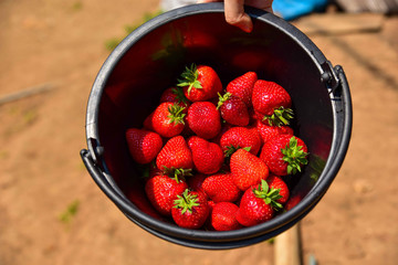 Bucket Full of Fresh Ripe Strawberries