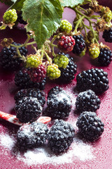 Mehrere Brombeeren gezuckert,  mit Brombeerzweig und Löffel
