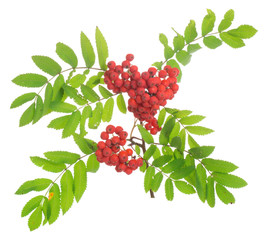 Rowan, Sorbus aucuparia twig with berries isolated on white background