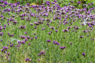 Wild mountain flowers carpet.Mountain plants and flowers, typical vegetation in Pirin national park in south Bulgaria.