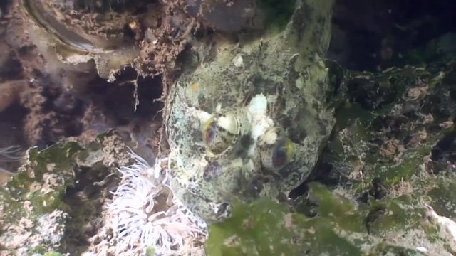 scuba diving course underwater naturalist Zeeland Scharendijke pipe fish sea anemone crab shrimp