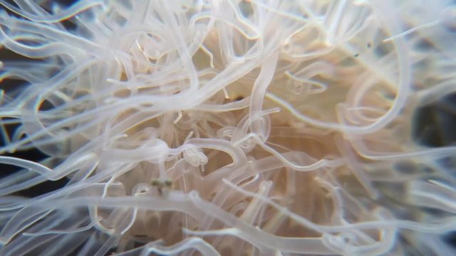 scuba diving course underwater naturalist Zeeland Scharendijke pipe fish sea anemone crab shrimp