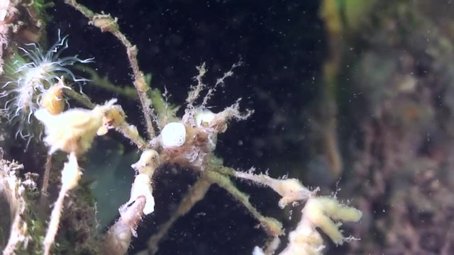 scuba diving course underwater naturalist Zeeland Scharendijke pipe fish sea anemone crab shrimp