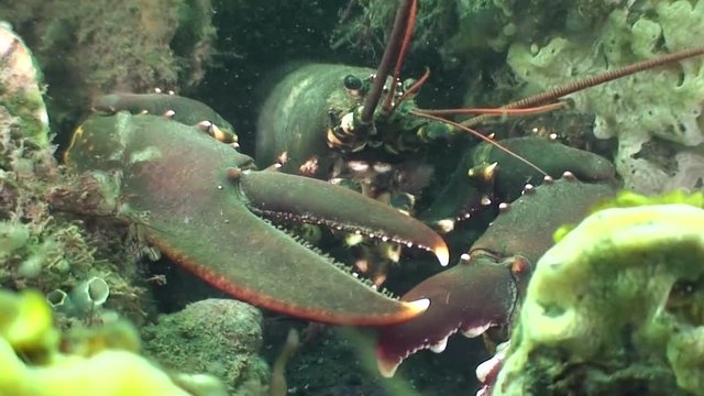 scuba diving course underwater naturalist Zeeland scharendijke pipe fish sea anemone crab shrimp