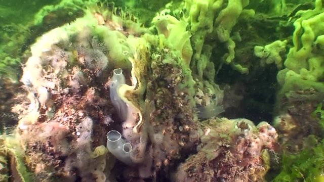 scuba diving course underwater naturalist Zeeland scharendijke pipe fish sea anemone crab shrimp