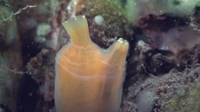 scuba diving course underwater naturalist Zeeland scharendijke pipe fish sea anemone crab shrimp