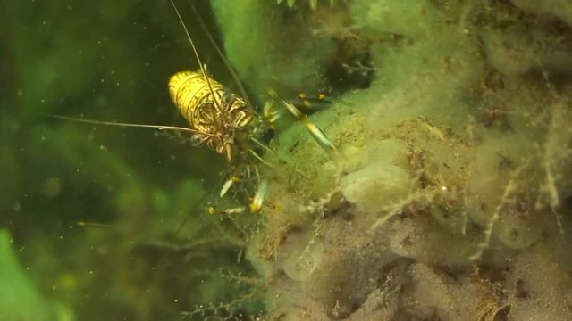 scuba diving course underwater naturalist Zeeland scharendijke pipe fish sea anemone crab shrimp