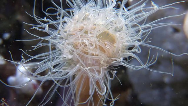 scuba diving course underwater naturalist Zeeland scharendijke pipe fish sea anemone crab shrimp