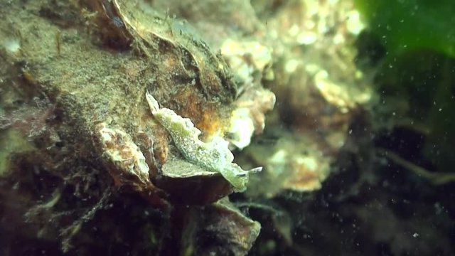 scuba diving course underwater naturalist Zeeland scharendijke pipe fish sea anemone crab shrimp