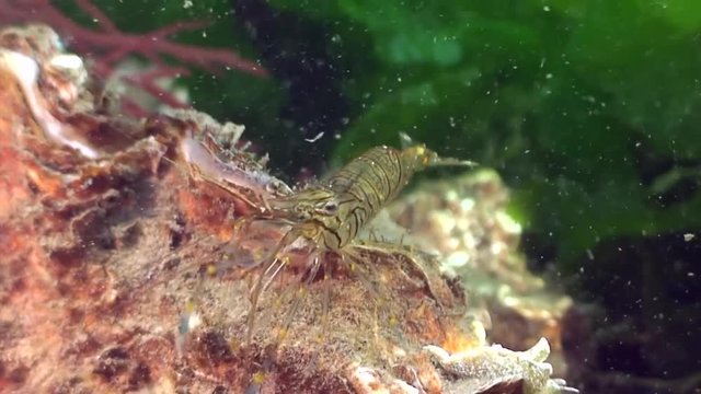 scuba diving course underwater naturalist Zeeland scharendijke pipe fish sea anemone crab shrimp