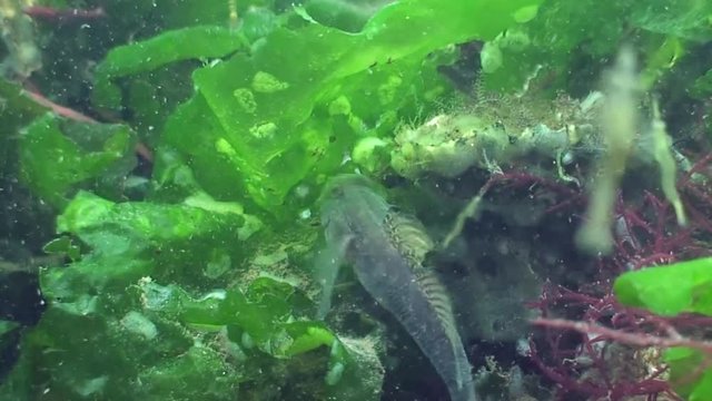 scuba diving course underwater naturalist Zeeland scharendijke pipe fish sea anemone crab shrimp