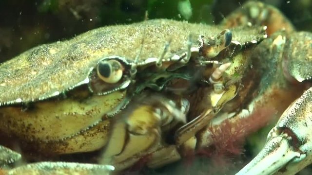 scuba diving course underwater naturalist Zeeland scharendijke pipe fish sea anemone crab shrimp