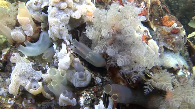 scuba diving course underwater naturalist Zeeland scharendijke pipe fish sea anemone crab shrimp