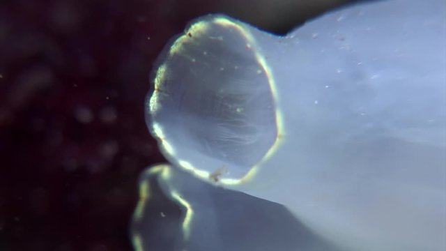 scuba diving course underwater naturalist Zeeland scharendijke pipe fish sea anemone crab shrimp