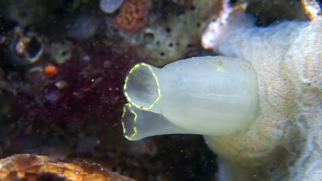 scuba diving course underwater naturalist Zeeland scharendijke pipe fish sea anemone crab shrimp