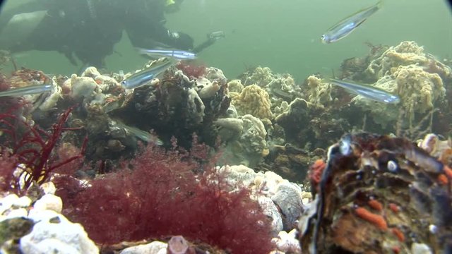 scuba diving course underwater naturalist Zeeland scharendijke pipe fish sea anemone crab shrimp