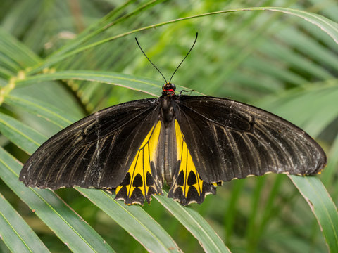 Troides minos or Southern Birdwing