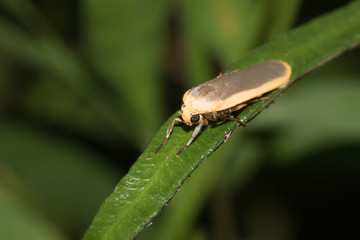 This is a photo of one kind of moth, was taken in XiaMen botanical garden, China.