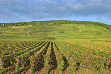 Fototapeta na wymiar Weinbau in Burgund nahe dem berühmten Weinort Chablis,Frankreich