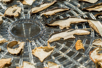 drying mushrooms