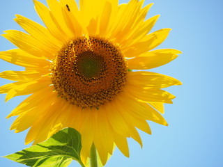  sunflower 
