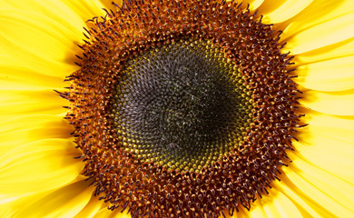 sunflower closeup shot