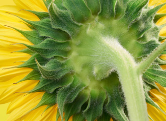 sunflower closeup shot