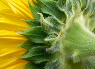 sunflower closeup shot