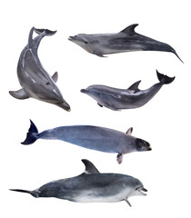 Fototapeta premium collection of five isolated grey dolphins