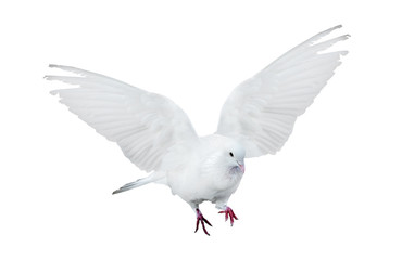 Obraz premium isolated flying pure white dove