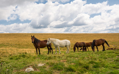 Fototapeta premium Horses grazing in a green field on a cloudy sky