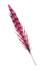 red isolated striped bird feather