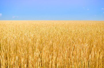 Field of wheat.