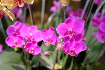 Fototapeta na wymiar Beautiful violet moth orchid flowers in spring, 23/9 park, Ho Chi Minh city, Vietnam